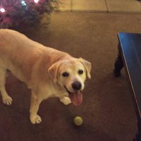 (Rex) Sergeant of Stutsman Army (@rexteg) 's Twitter Profile