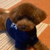 僕はハチ君です🐶 (@rosafire888) Twitter profile photo 僕はハチ君です🐶 (@rosafire888) Twitter profile photo