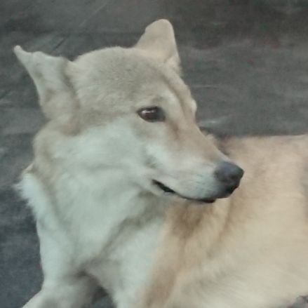 bana_geoctv's profile picture. 1自治体1知識を目標にしているオオカミ。有益な情報は流しません。おでかけあまりしません。