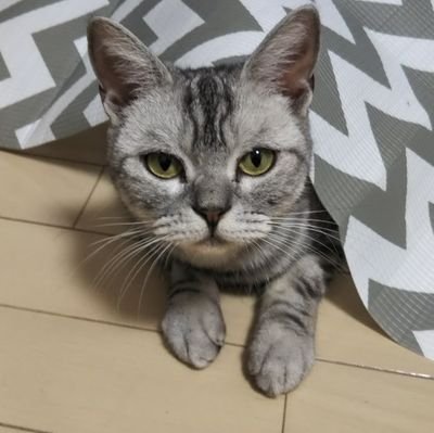 猫ちゃんとの生活ぴかぴかの初心者🔰
ソラ(アメリカン・ショートヘアー♀5歳)との生活記録です。
ミー(先代猫😇)ファー(家族の愛猫😽)に、ソラが仲間入りです✨
みなさま、よろしくおねがいします🐱✨