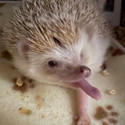 なの🦔のアカウントがログインできなくなりました。なので、新しく作り直しました。以前フォローして下さっていた方々申し訳ありません。 こちらのアカウントでよろしくお願いします。 ハリネズミ垢 なの🦔シナモン 男の子♂R3年3月生まれ。主は絹豆腐メンタルです。無言フォロー失礼します。