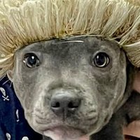 Andrew Fitch-Holland (@jurybrief) Twitter profile photo