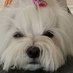 Maggie S (@agapi519) Twitter profile photo Maggie S (@agapi519) Twitter profile photo