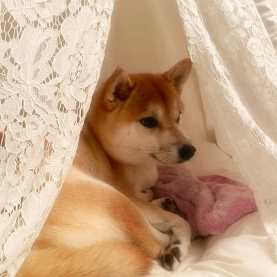 柴犬りりちゃんです。お仕事はご主人にもふもふさせてあげること。