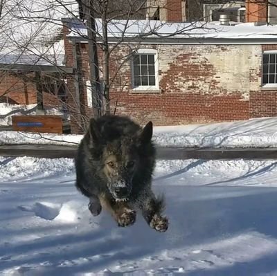 adogslifeint_o's profile picture. We grow only what we need. There is love and belonging for all.  But no animals. So I'm out.