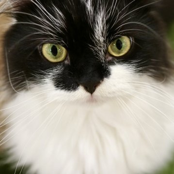 sonnetsao's profile picture. 風民ねこ部。短歌・詩歌・歌詞等短めのものを書くのが好き。
おもに藤井風さん（『旅路』直前に沼落ち）を応援するファンアカウントです♡
※風さんの画像は公式アカウントが発信したものに限り、SNS等への転載（転用は不可）が許可されています