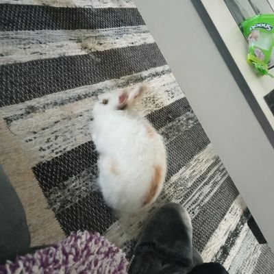 marcelosanz203's profile picture. 