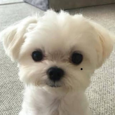 똥배さんのプロフィール画像