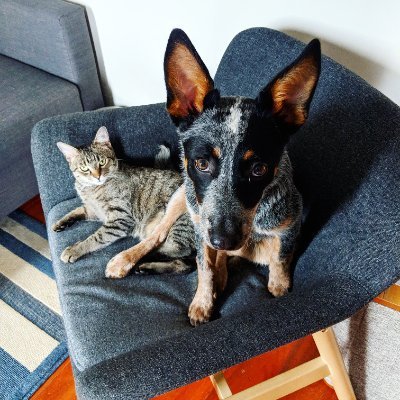 Aizatram's profile picture. Photography, Music, Art, Doggos, Cats.... 🔞