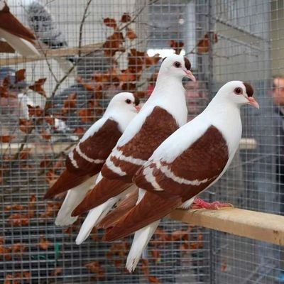 Nasir87819830's profile picture. NASIR