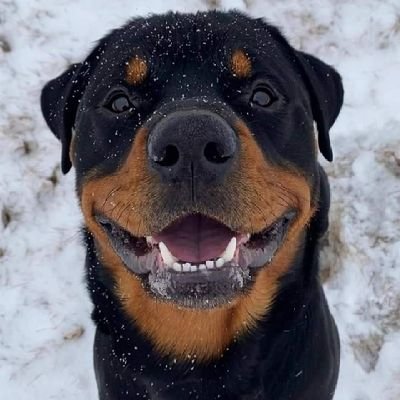 ChikwenduOpara's profile picture. 