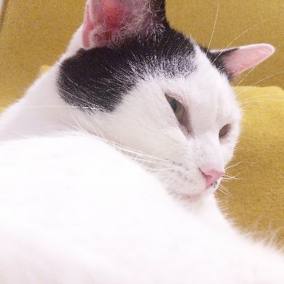 _lostoneironaut's profile picture. 