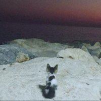 Ömer Faruk Şaylan (@omerfaruksaylan) Twitter profile photo