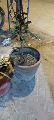 CryptoAsadAra11's profile picture. Reading books