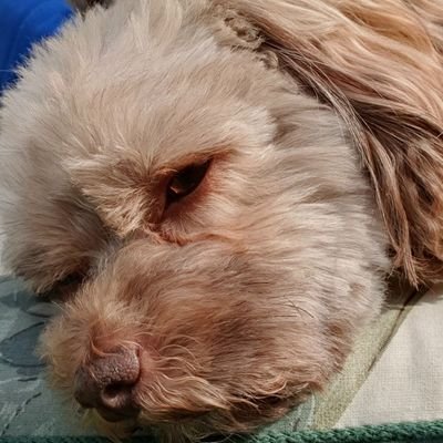 IronSawLaw1's profile picture. 