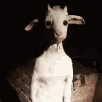 emii6666s's profile picture. FREE PALESTINEE!