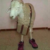 VATO (@_shtns_) 's Twitter Profile Photo