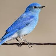 Bluebird262626 Profile Picture