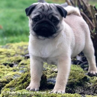Pug carlin hotsell