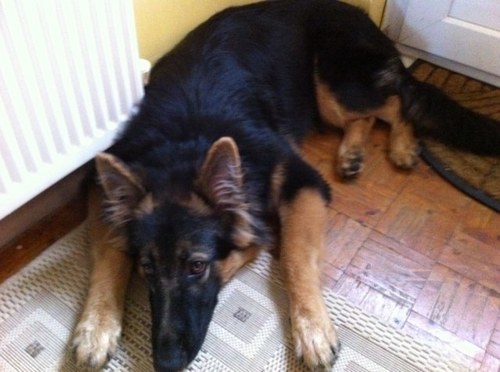 GEOFFREYHILL23's profile picture. full time gardener