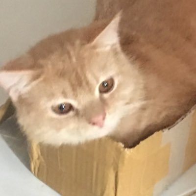 zdnrfkyskh's profile picture. Yang Patah Tumbuh, Yang Hilang Berganti.