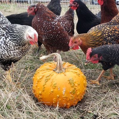 Living on a 10 acre farm, growing food, and chilling with my chickens. #beginningfarmer #bitcoin