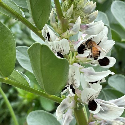 Faba Bean Breeder and PhD Candidate at The University of Adelaide. Views are my own.