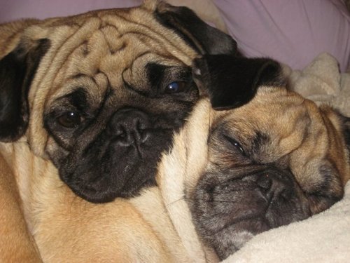 I'm a mom of two children, wife and a Scientist. We have two dogs, two cats and a fish. I ask Why a lot!

Profile picture of our 2 pugs: Buddha and Biggie. RIP