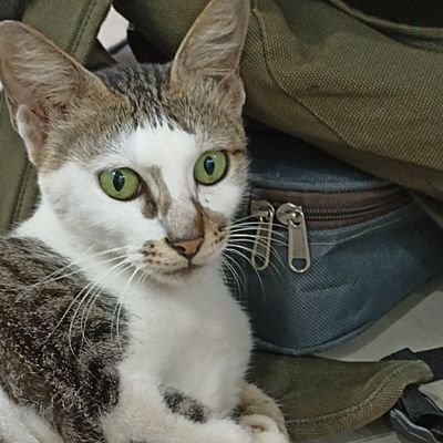 tinyselfesteem's profile picture. tersenyum spt logo kumon