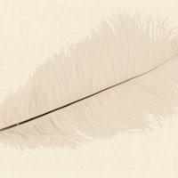 Anna (@featherflicker) 's Twitter Profile