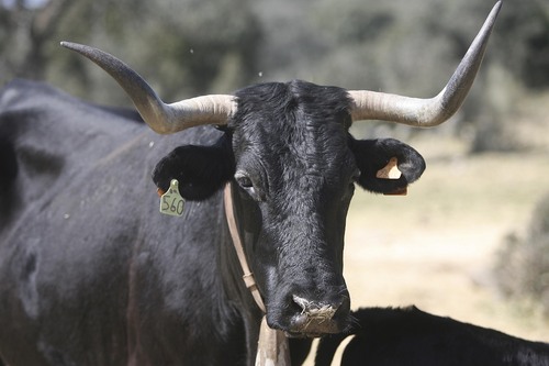 RedondoR's profile picture. Ganadero ecológico en Madrid. Comprometido con la excelencia y la conservación del medioambiente. Evolucionamos ? HAZTE ECO