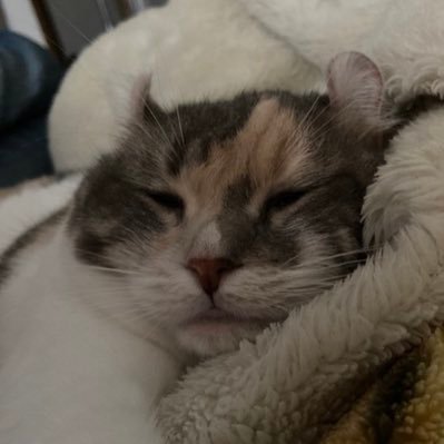 柚子猫さんのプロフィール画像