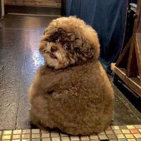 Llama π Your Mums House (@_maybellama) 's Twitter Profile