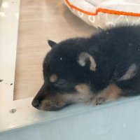 ㊽🗾🐕 アンチ自民党・財務省👎@消費税廃止🔥 (@48kamaru) 's Twitter Profile