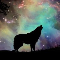 wolf(@nowwhenelse) 's Twitter Profile Photo