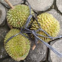 kroco (@birin_jambi) 's Twitter Profile