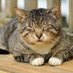 ねこまる (@aacatwalk) Twitter profile photo ねこまる (@aacatwalk) Twitter profile photo