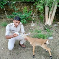 Hitubha Forest (@merhitesh8) 's Twitter Profile