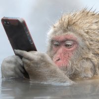 Pascal Breuilles (@pascalorganic) 's Twitter Profile