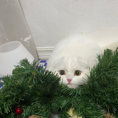 pudding73168368's profile picture. 