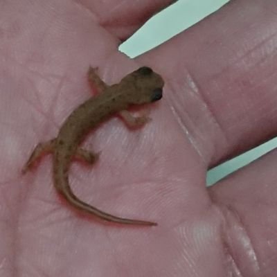 身近な生き物の飼育方法を探究しています。ゴミダマムシとコクワクワガタの存在は驚くべき発見です。ギバチのバチは蜂じゃなくて三味線のバチ、ツチノコはマムシそのもの、河童はスッポンそのものだと思っています。