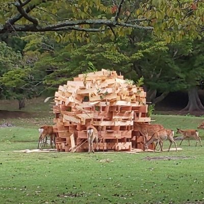 kinu53334785's profile picture. KIT Konno Lab → Y-GSA M1
クマ財団８期生／隈研吾建築奨学財団４期生