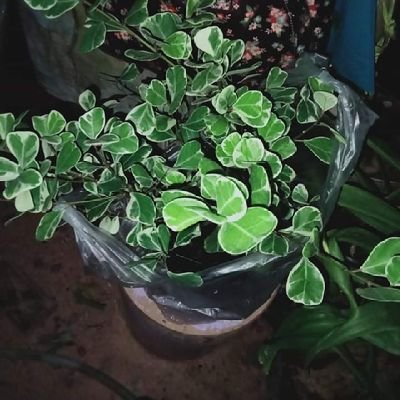 MarySchultz66's profile picture. 