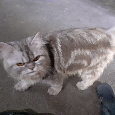 Arloji_midwife's profile picture. 