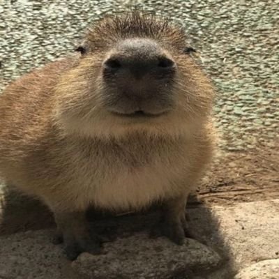 itspretentious's profile picture. Don't forget your respectacles (she/her)