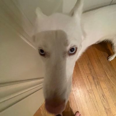 Jaysmith977's profile picture. To the moon🚀