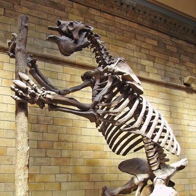 Extinctanimal10's profile picture. Posting Extinct Animals Daily🦣🦤🦕