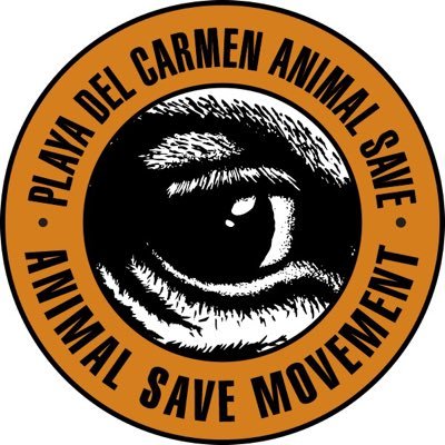 🧡 Movimiento pacífico #antiespecista por la #liberacionanimal 🌎 @thesavemovement 🇲🇽 @animalsavemexico 📍Únete a nuestras acciones en PDC