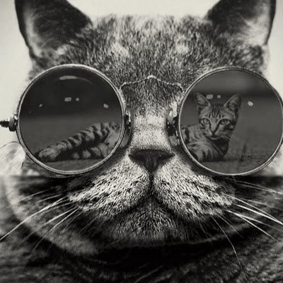 Welcome to my fascinating page on Psychological Factors and Funny Cats! Here you will find an exceptional blend of psychology and cat worship that will entertai