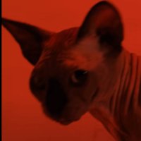 🕊 (@vvsvis) 's Twitter Profile